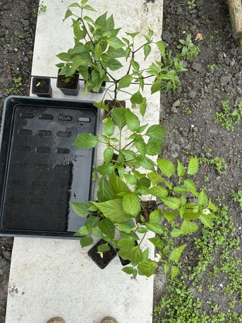 Moestuinplanten