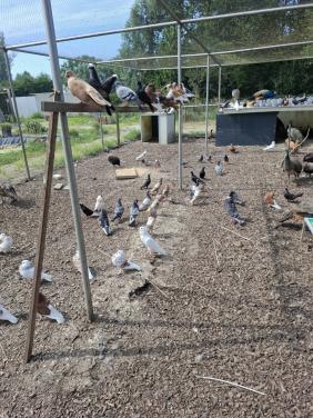 Ruime keuze uit allerlei sierduiven