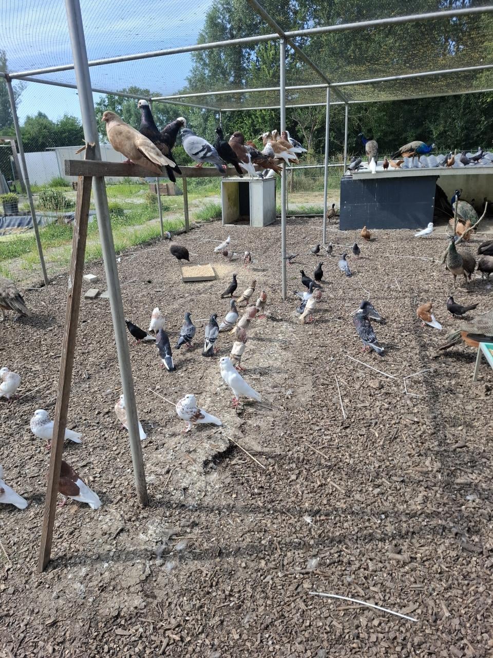 Ruime keuze uit allerlei sierduiven