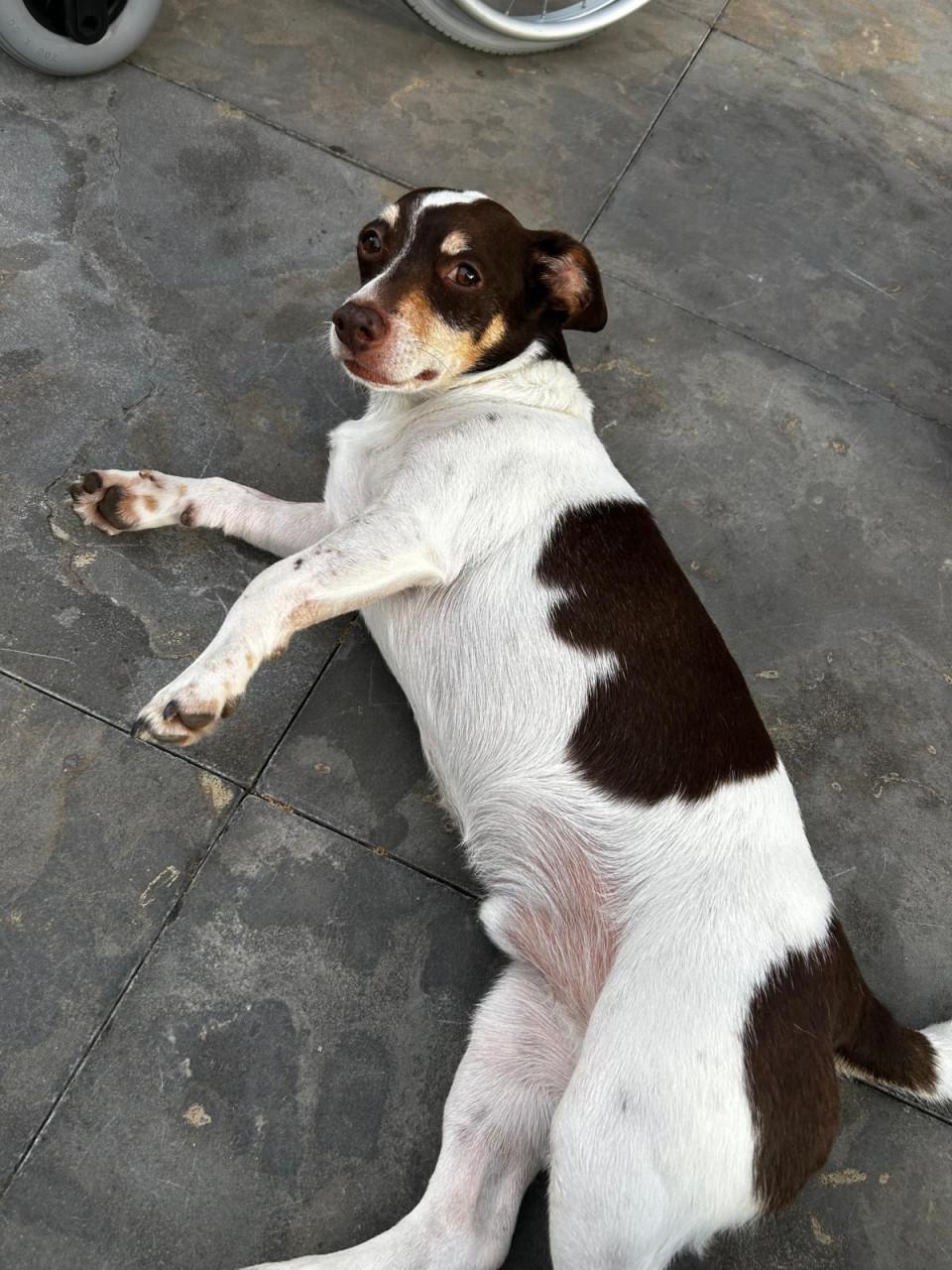 Lieve Jack Russel zoekt nieuw thuis