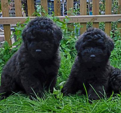 Prachtige Bouvier pups