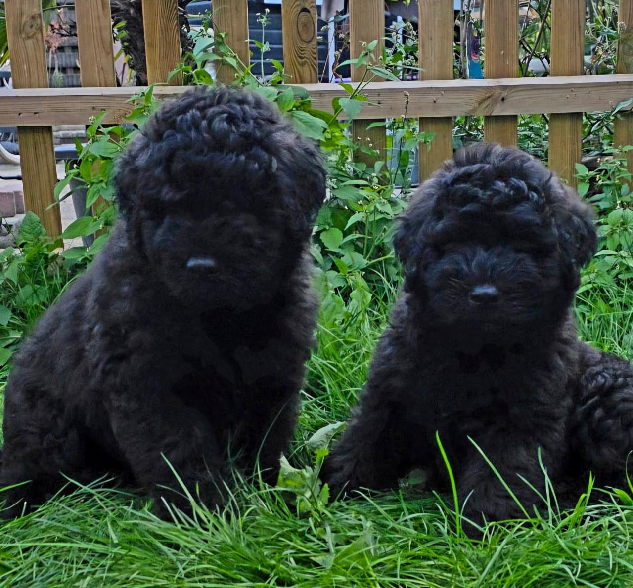 Prachtige Bouvier pups