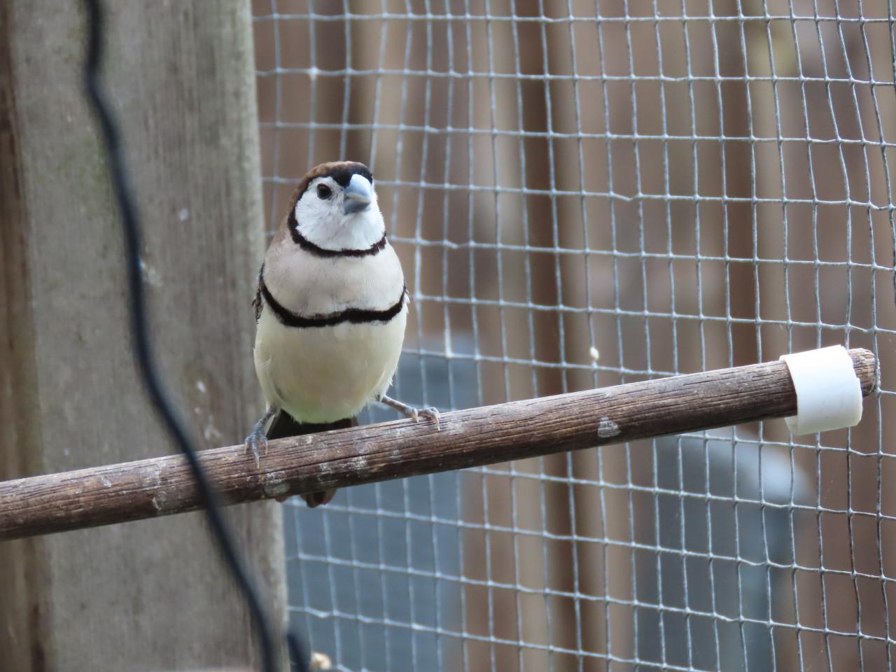 Bichenows koppeltje