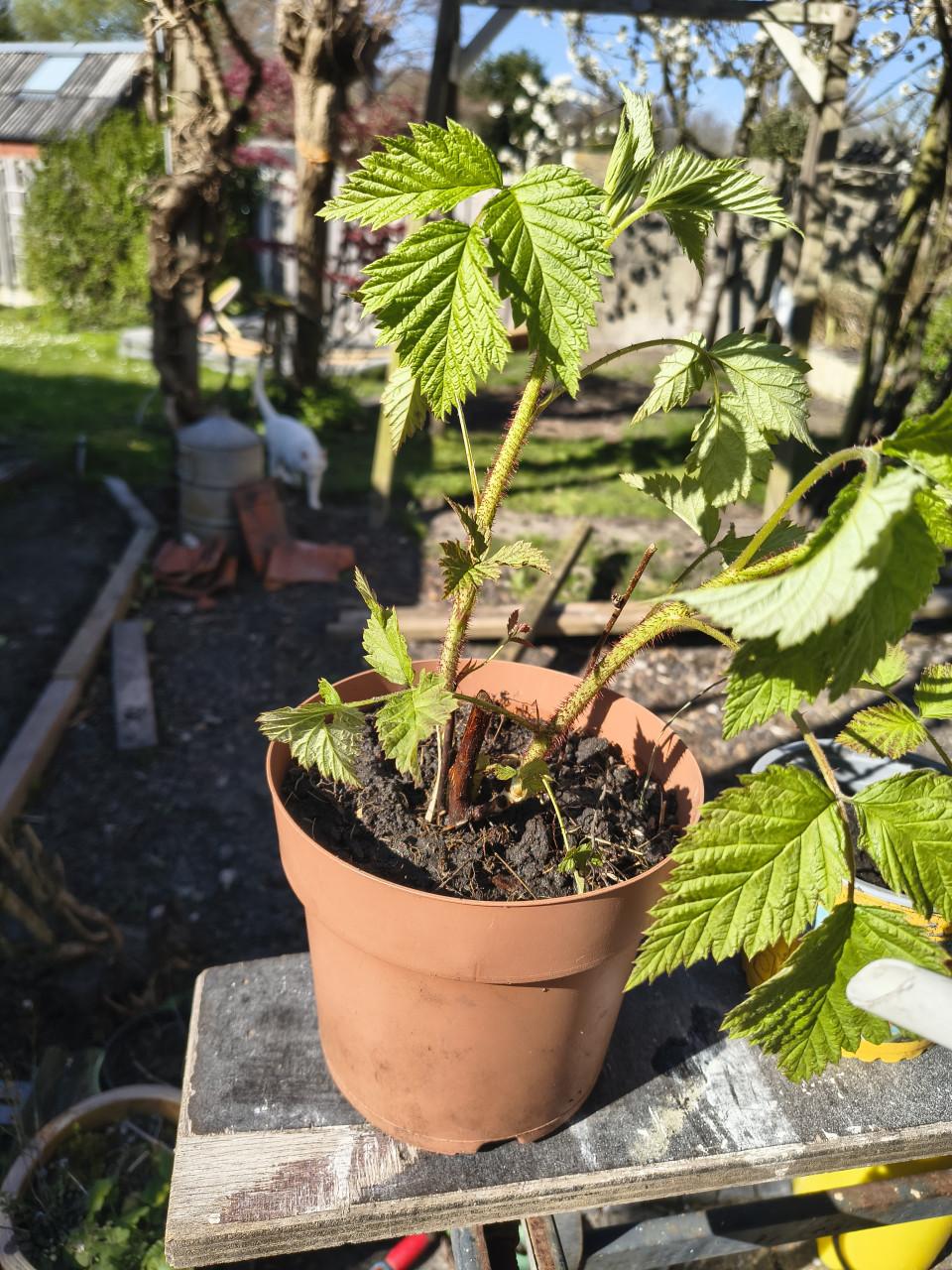 Frambozen stekjes! Frambozen struik, frambozen plantjes.