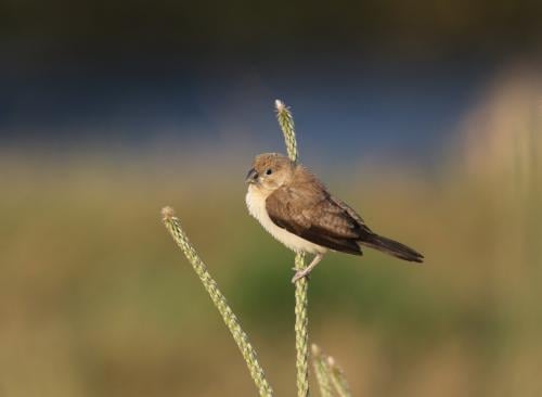 Zilverbekje te koop gevraagd