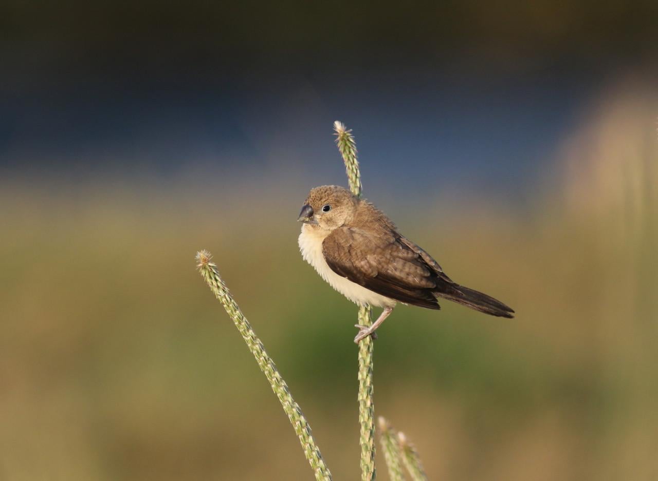 Zilverbekje te koop gevraagd