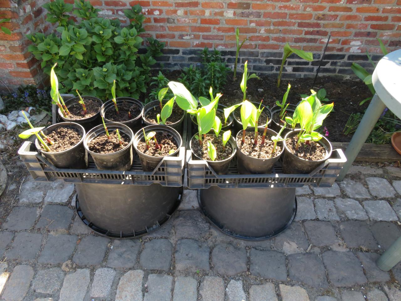 Canna in pot