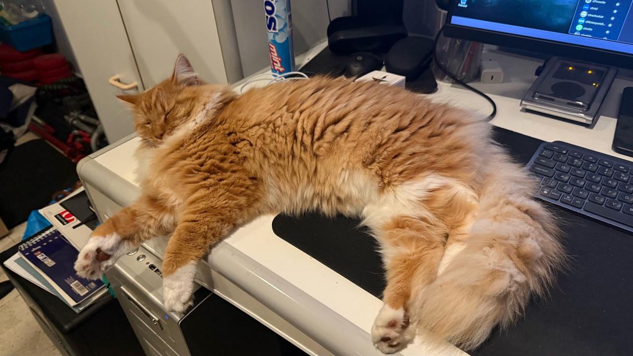 ‼️BELONING €250‼️ KATER VERMIST!