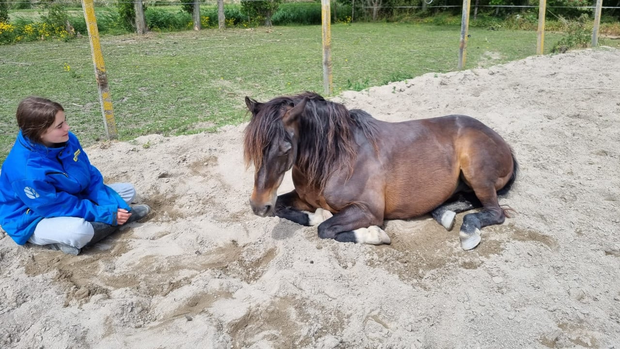 Recreatie pony te koop