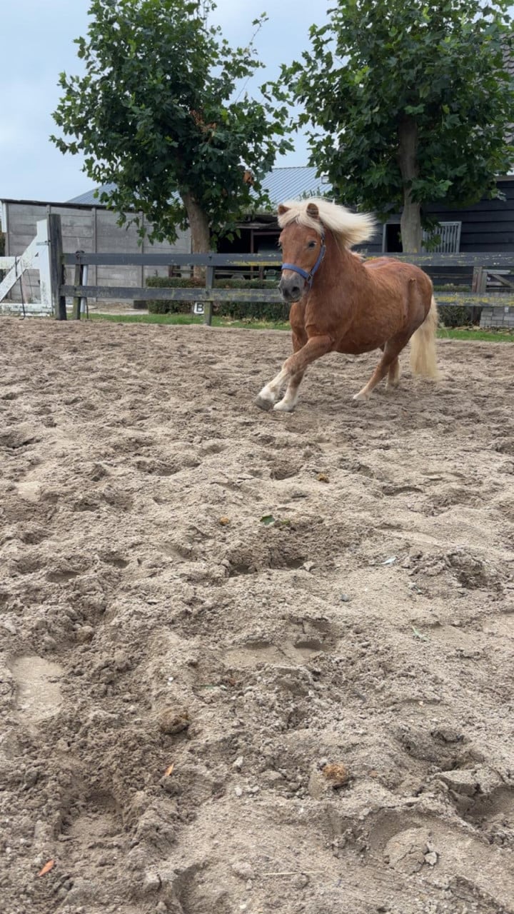 Te koop leuke shetlander