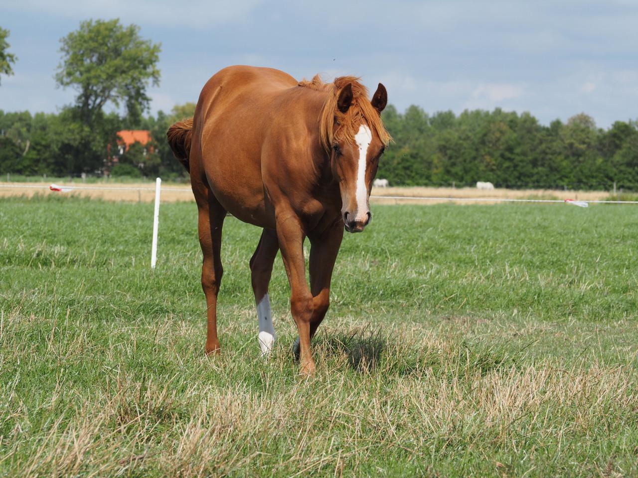 Te koop: Amerikaanse Appaloosa's