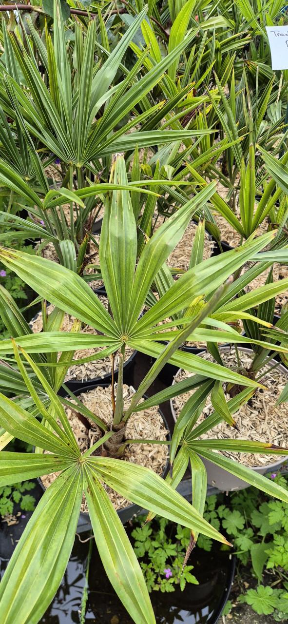 Trachycarpus fortunei