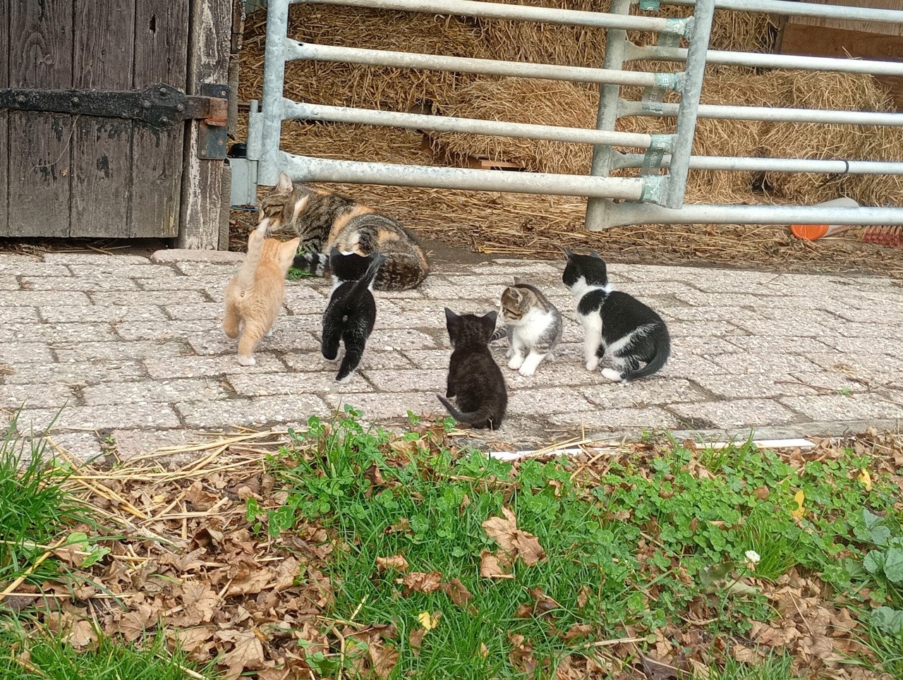 Kittens