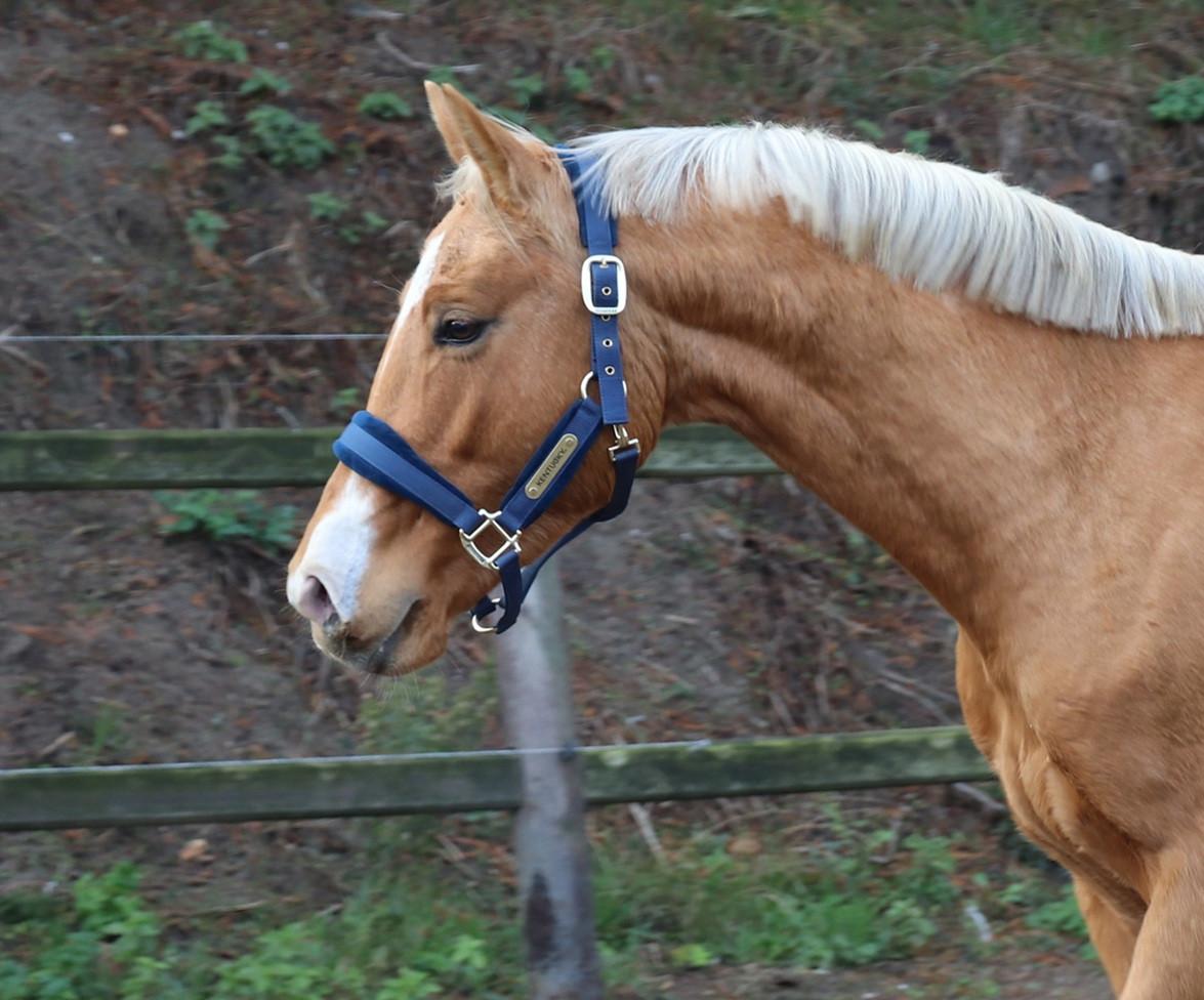 3 jarige palomino