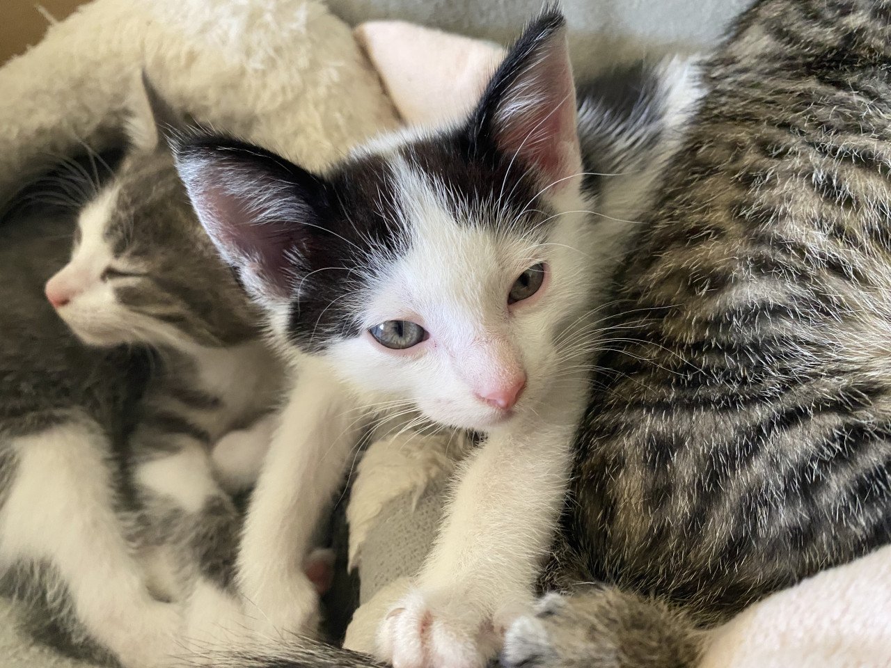 3 kittens