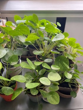 Pannekoekplanten voor binnen in huis, zonder sierpot