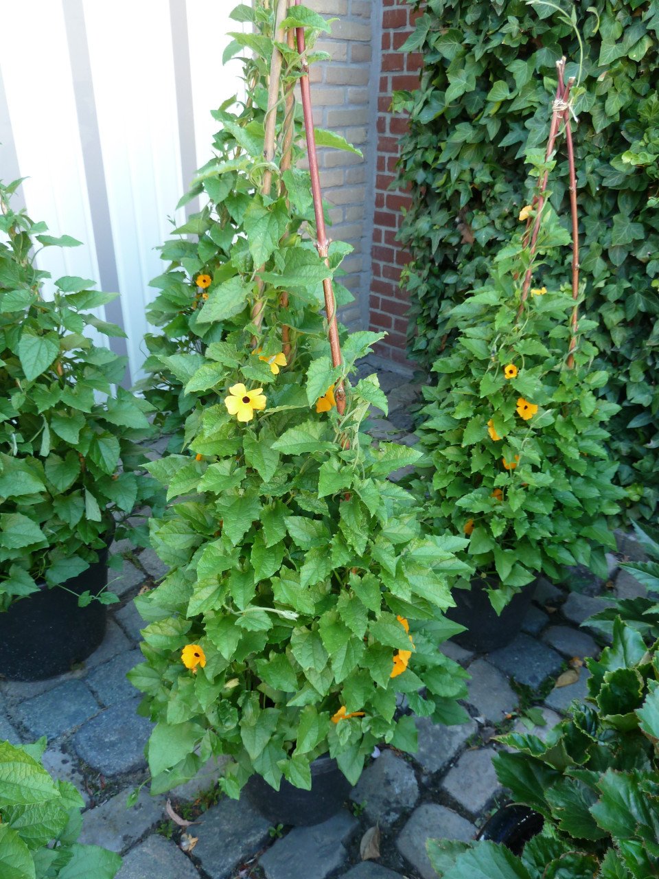 TE KOOP MOOIE SUSANNE