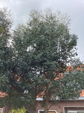 Eucalyptus gratis
