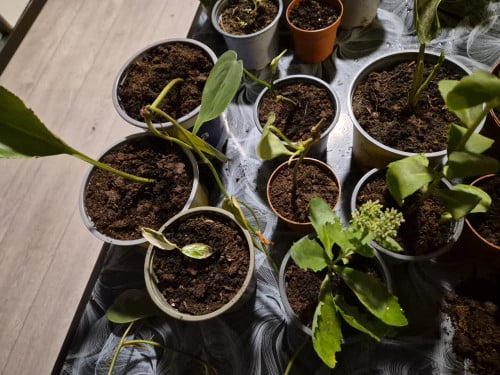 Plantjes 50cent per stuk