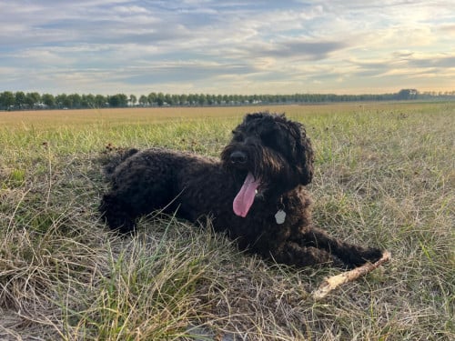 Honden uitlaat gevraagd in kamperland (schotsman)