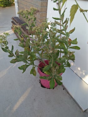 Sedum wintergroen