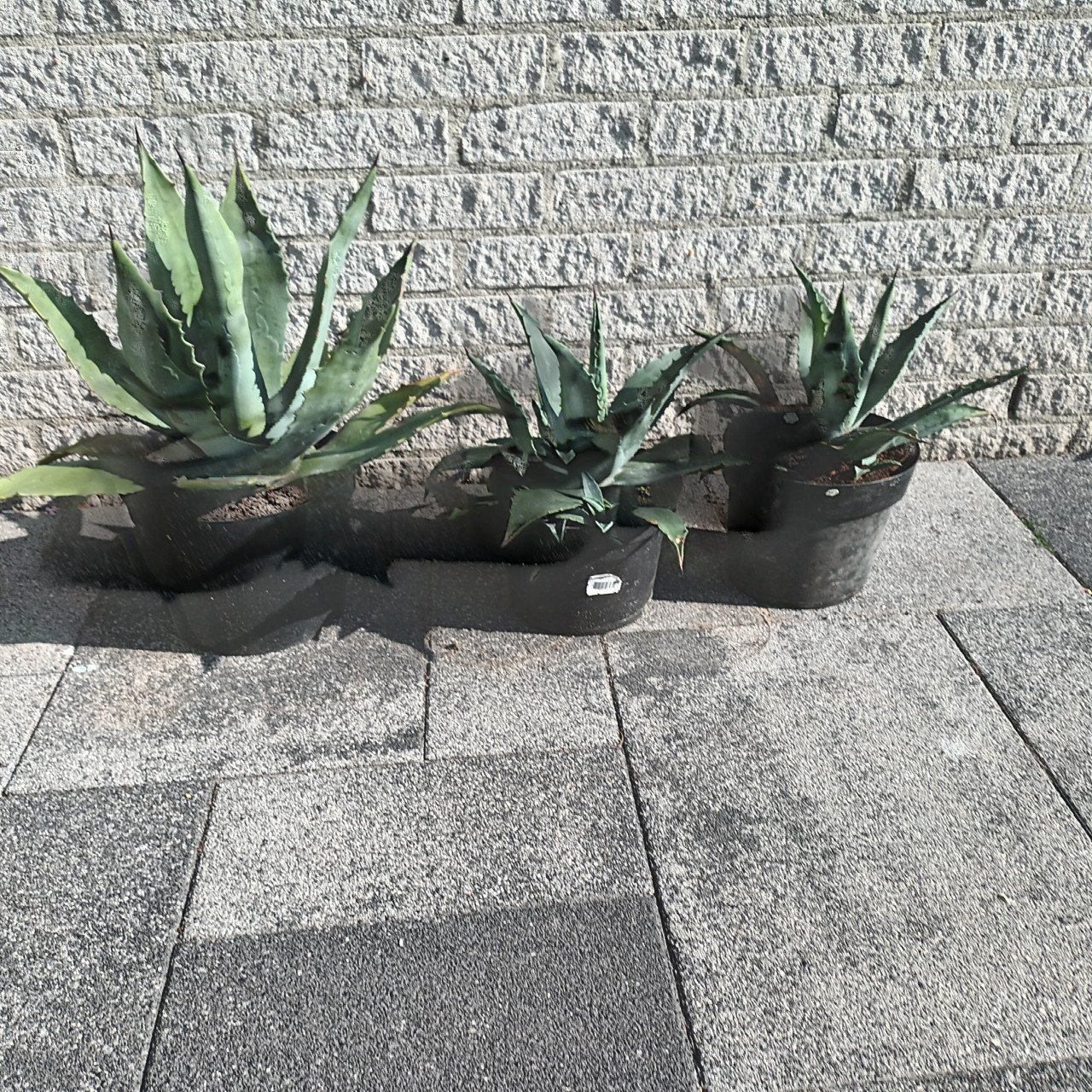 Te koop, Agave planten
