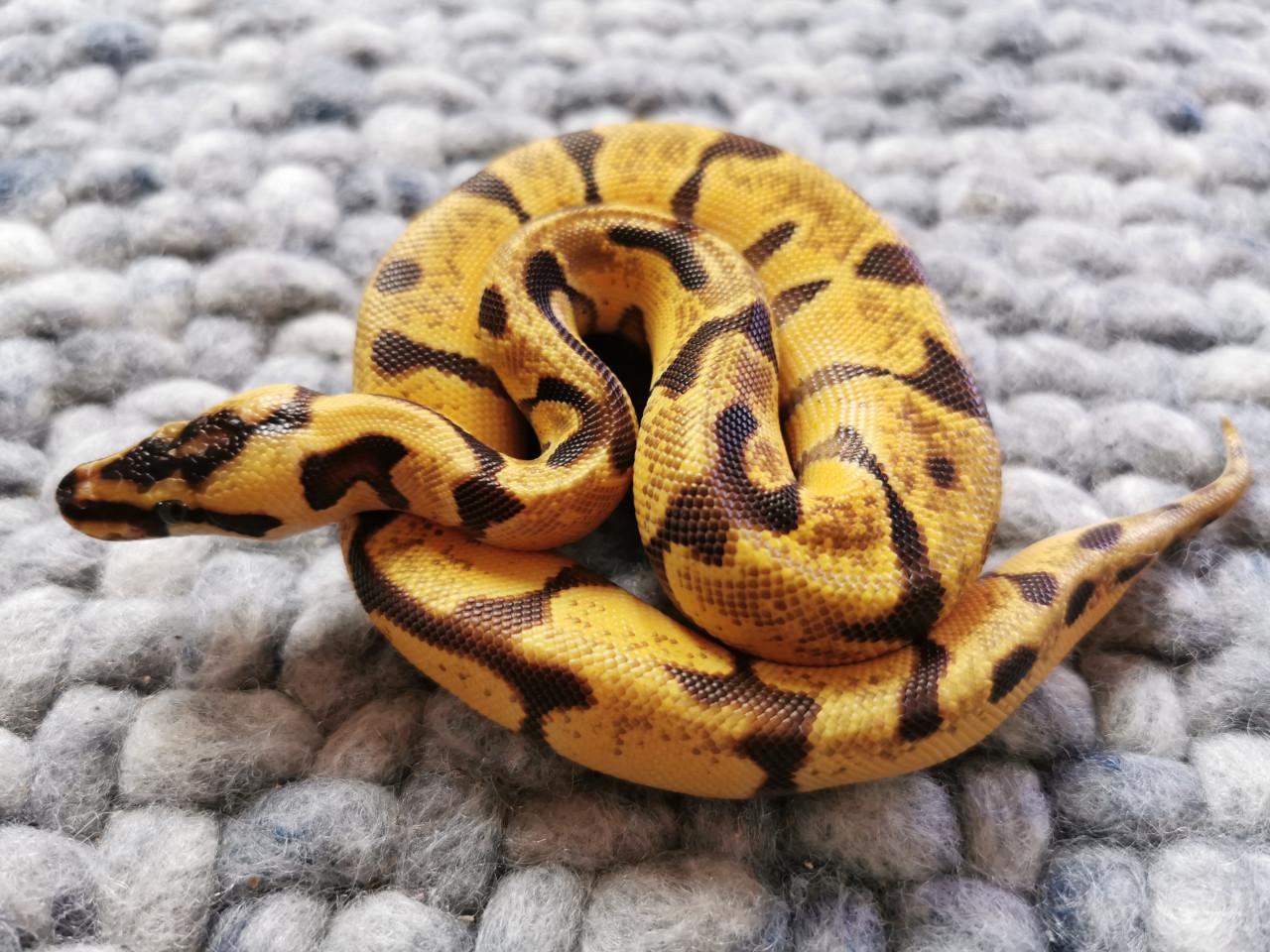 Super Enchi Pastel Koningspython (mannetje)