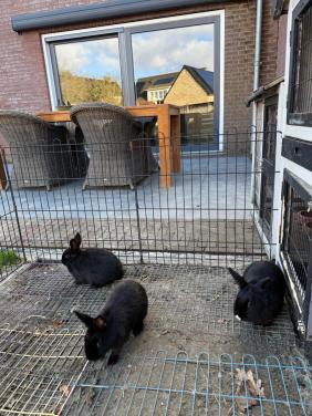 2 vrouwtjes konijnen