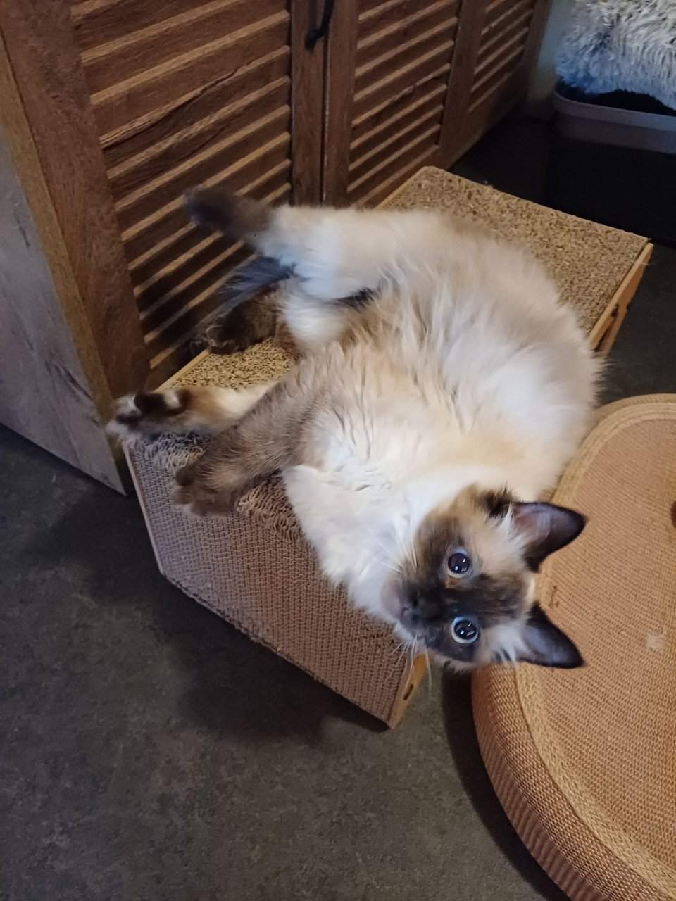 Super lie e mooie Ragdoll poes met prachtige blauwe ogen