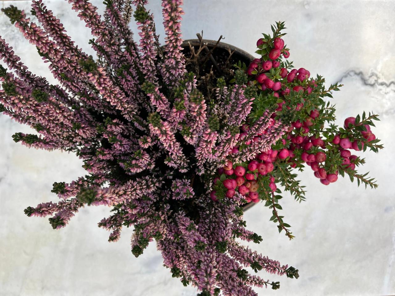 Heideplant met Parelbes in pot op bistrostoeltje