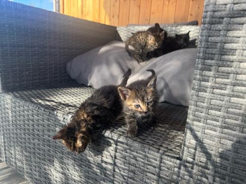 3 kittens te koop