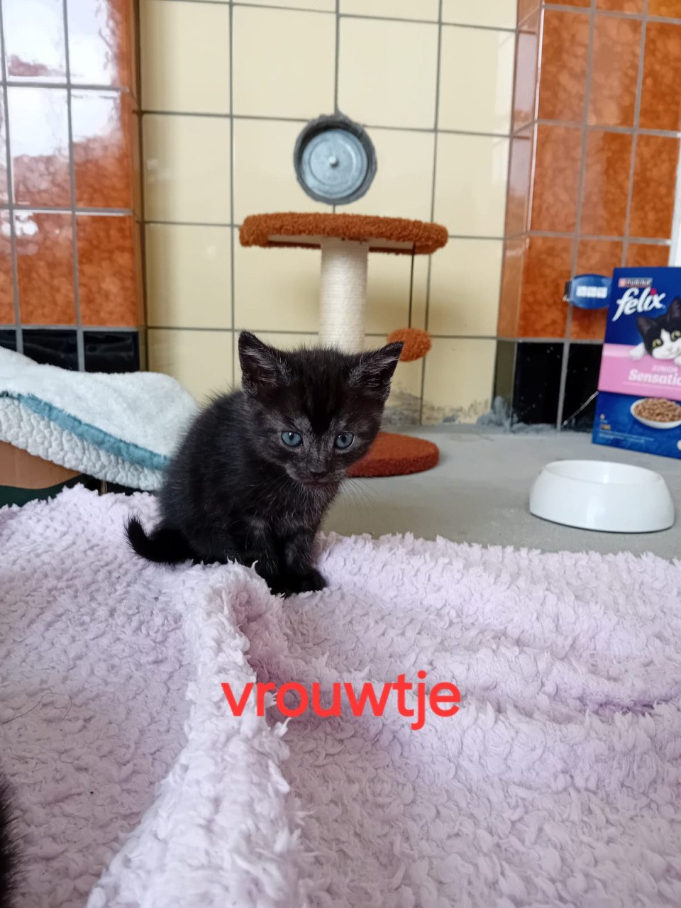 Lieve kittens te koop!