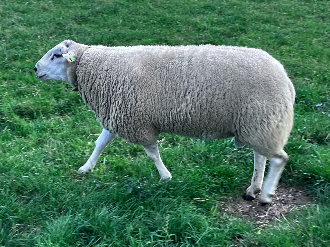 Stamboek swifter ram zwoeger en scrapie vrij