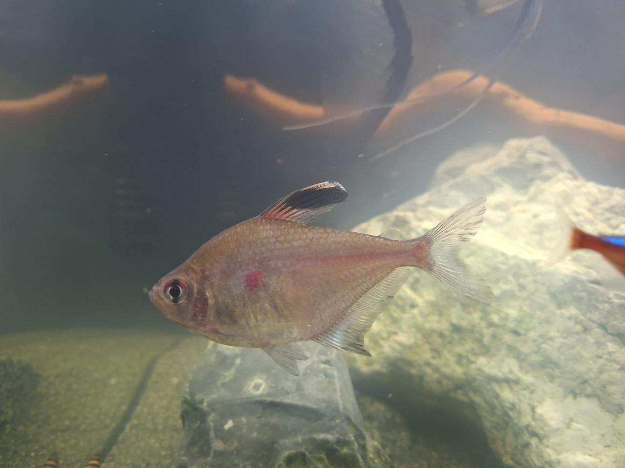 Aquariumvissen