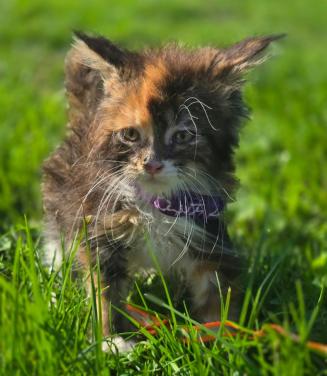 Volbloed maine coon kittens