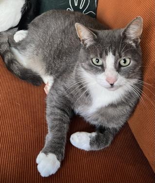 Lieve kater, gratis op te halen