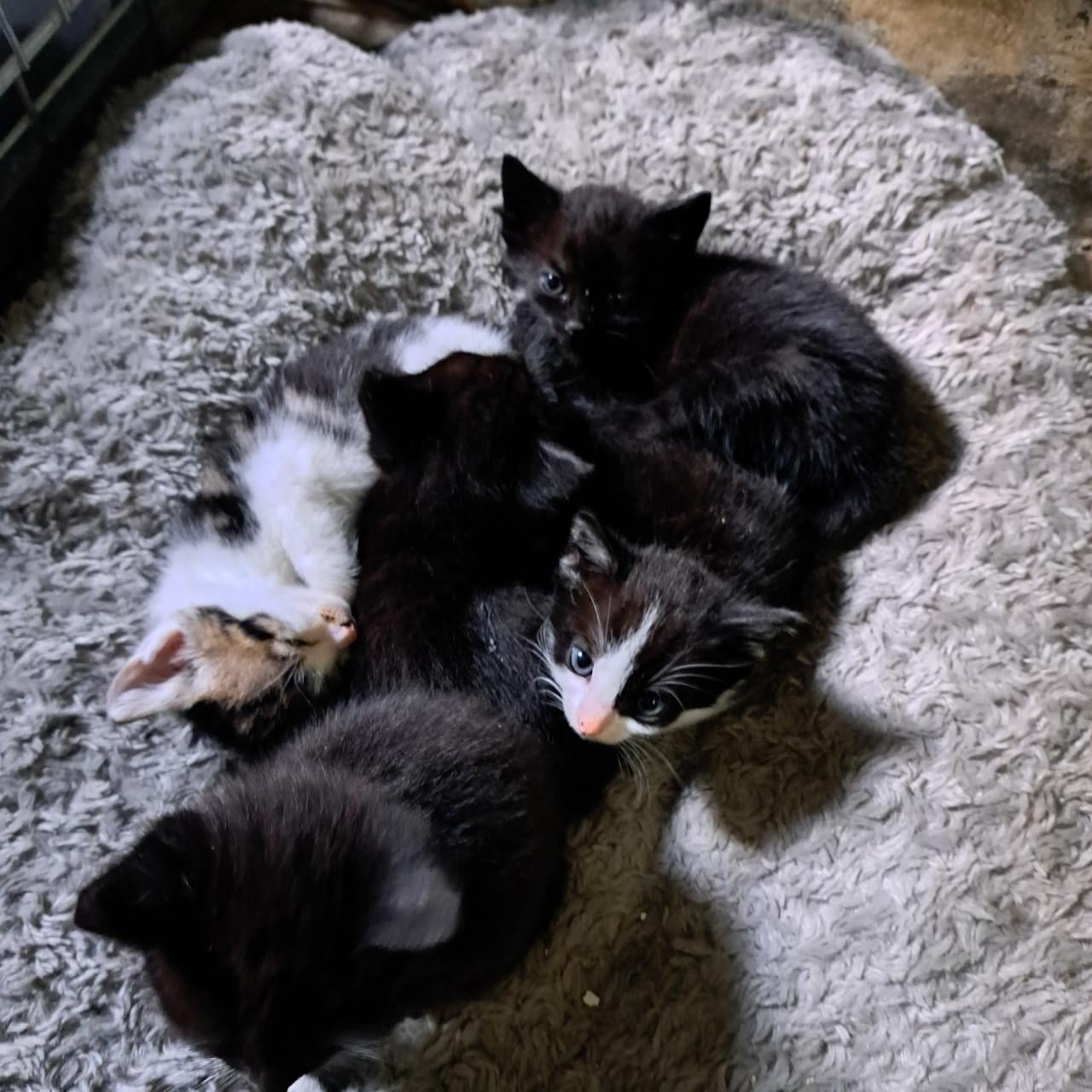Leuke, lieve, speelse kittens