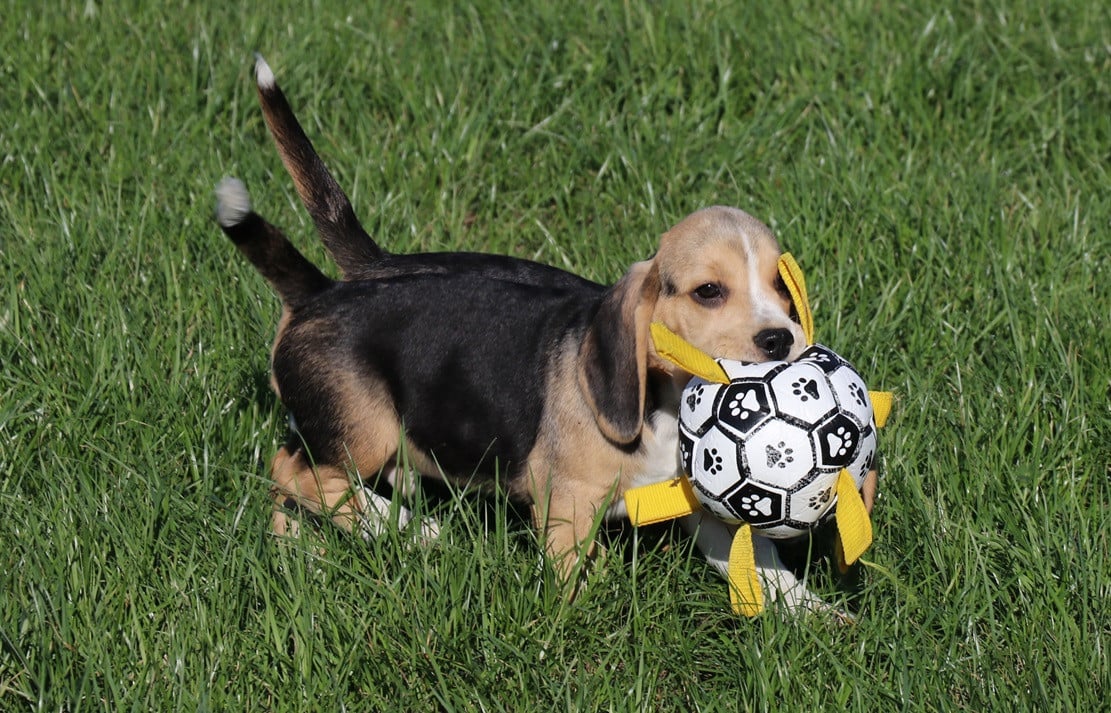 Beagle pups
