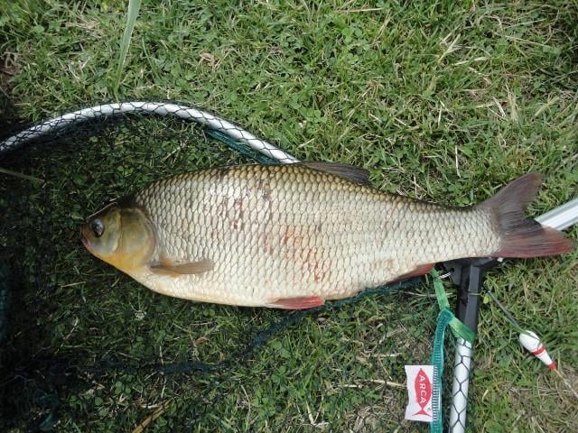 Koop je visvergunning voor het jaar 2026 bij Jos en Jolanda en Saskia 17,50