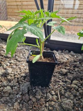 Prachtige tomatenplanten - verschillende soorten