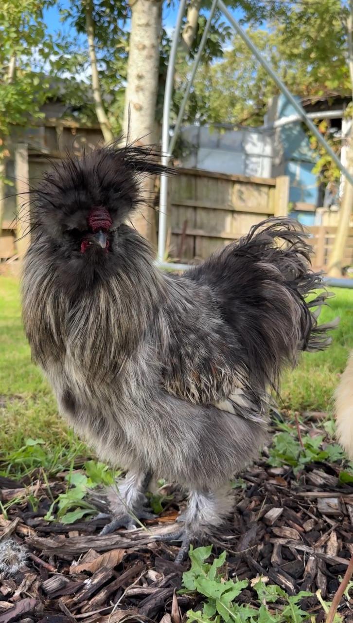 Broedeieren zijdehoentjes