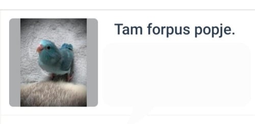 Tam Forpus Popje