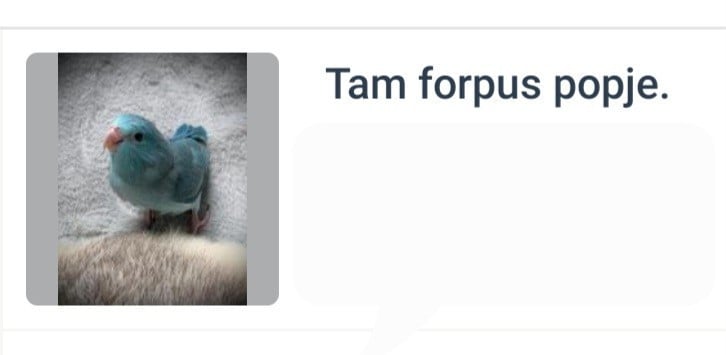 Tam Forpus Popje