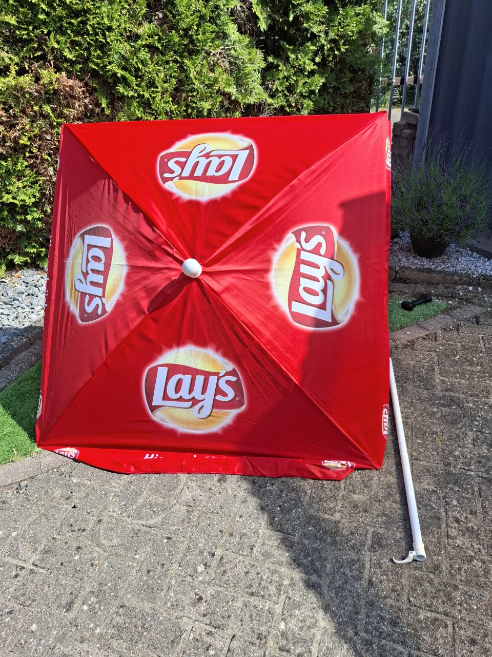 Parasol lays