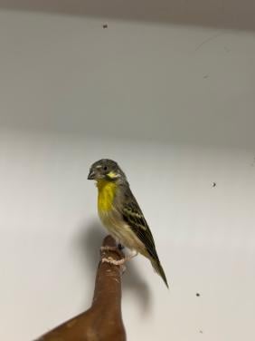 1-0 citroenborst edelzanger