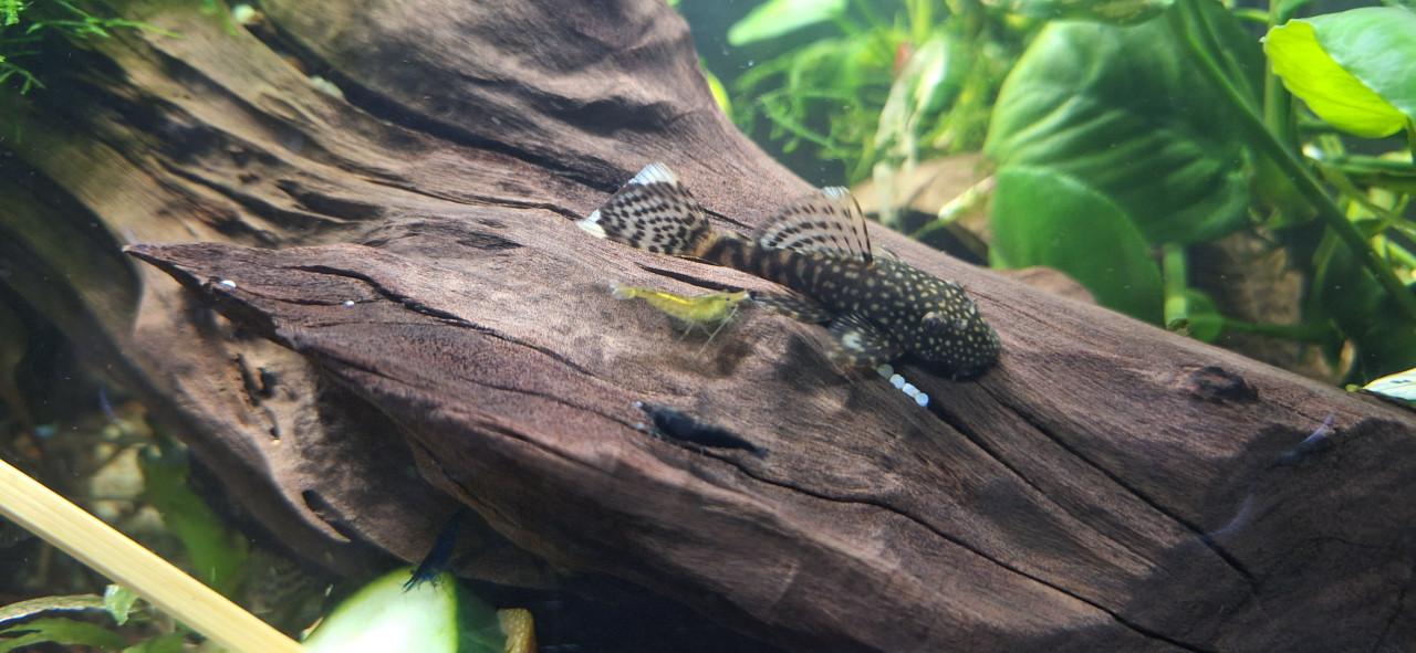 Ancistrus