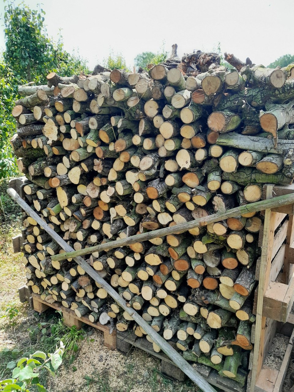 Perenhout. VERS- NET GEZAAGD.