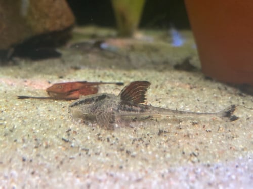 Loricaria Nimairaco (Rio Atabapo)
