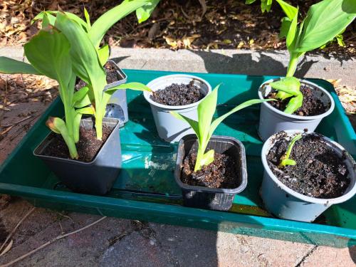 Rode canna / indisch riet €2,- per stek