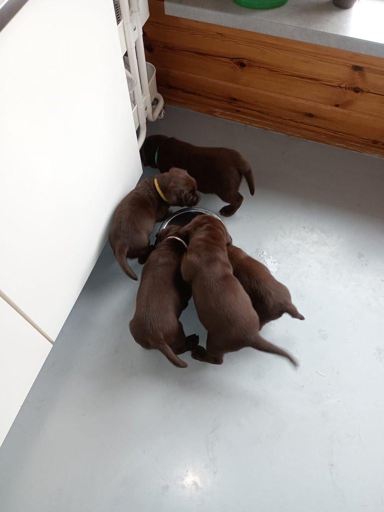 6 labrado puppy's